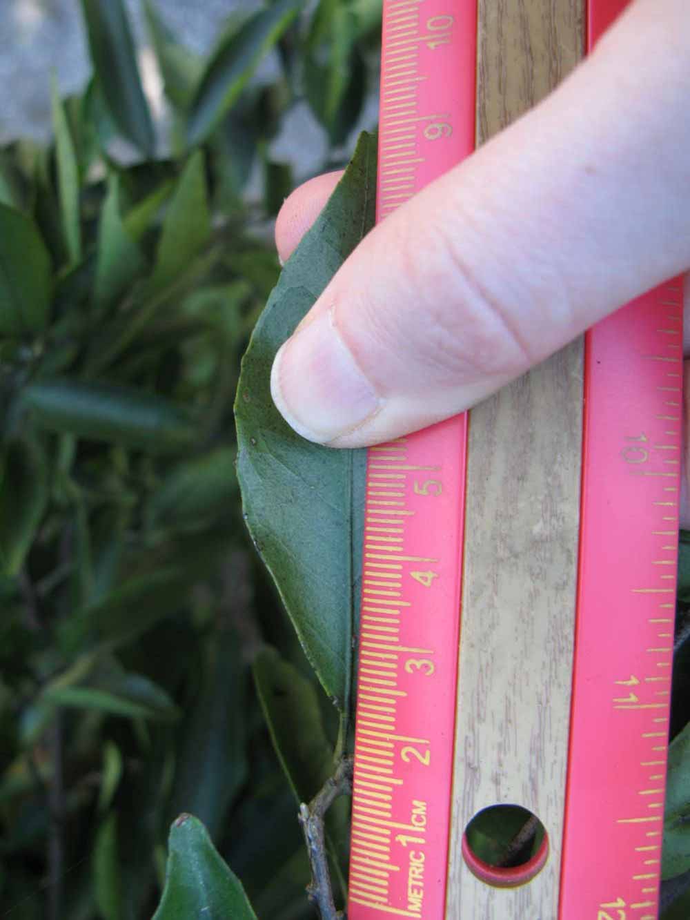              Unifoliolate leaf (Winter Haven, FL)       